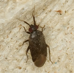 Heterocordylus