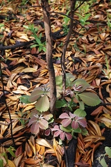 Caryocar brasiliense