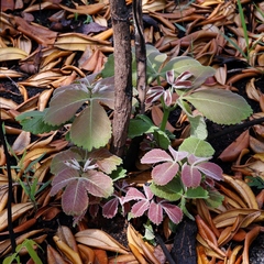 Caryocar brasiliense