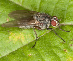 Hydrophoria linogrisea