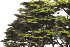 Cupressus macrocarpa