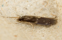 Hydroptilidae