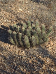 Echinocereus engelmannii fasciculatus