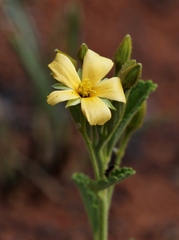 Piriqueta sidifolia