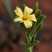 Piriqueta sidifolia - Photo (c) Mauricio Mercadante, alguns direitos reservados (CC BY-NC-SA)