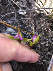 Disperis capensis brevicaudata