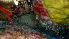 Scyllarides latus