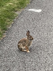 Sylvilagus floridanus