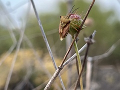 Carpocoris mediterraneus atlanticus