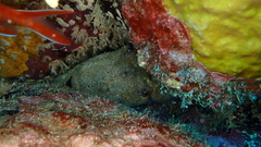 Scyllarides latus