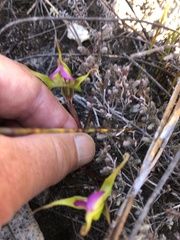 Disperis capensis brevicaudata