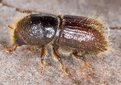 Ips typographus