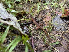 Caudata