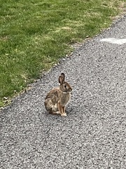 Sylvilagus floridanus