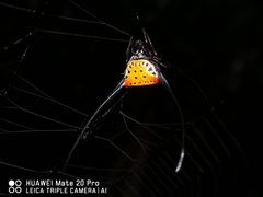 Macracantha arcuata