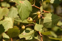 Crataegus viridis glabriuscula