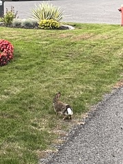 Sylvilagus floridanus