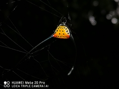 Macracantha arcuata