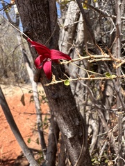 Graptophyllum excelsum