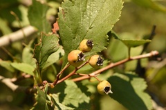 Crataegus viridis glabriuscula