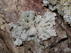 Punctelia caseana
