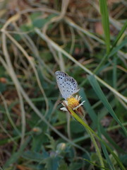 Pseudozizeeria maha okinawana