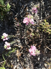 Indigofera glomerata