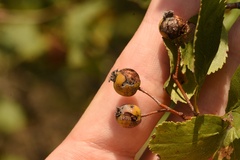 Crataegus viridis glabriuscula
