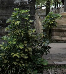 Heptapleurum arboricola