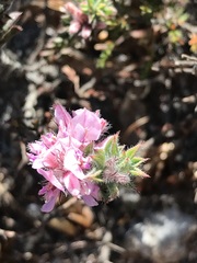 Indigofera glomerata