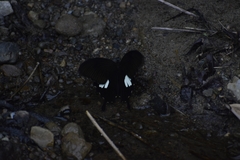 Menelaides
