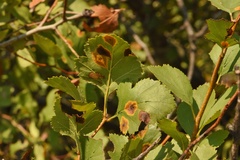 Crataegus viridis glabriuscula