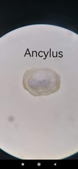 Ancylus