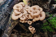 Lentinellus cochleatus