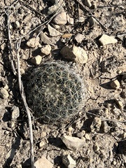 Mammillaria heyderi