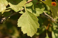Crataegus viridis glabriuscula