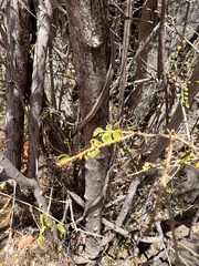 Graptophyllum excelsum