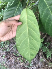 Ficus fistulosa