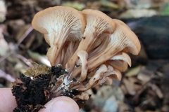 Lentinellus cochleatus