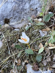 Crocus cancellatus mazziaricus