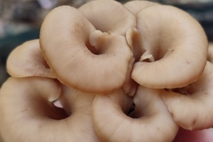 Lentinellus cochleatus