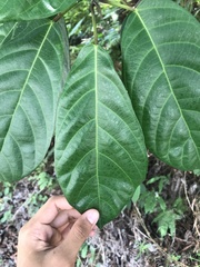 Ficus fistulosa
