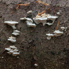 Agaricomycotina