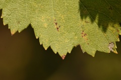 Crataegus viridis glabriuscula