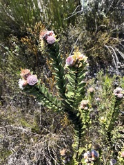Leucospermum truncatulum
