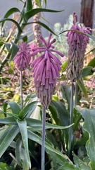 Veltheimia bracteata