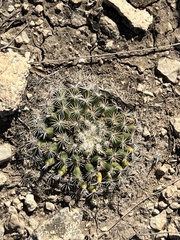 Mammillaria heyderi
