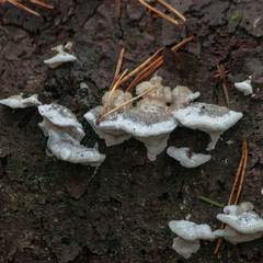 Agaricomycotina