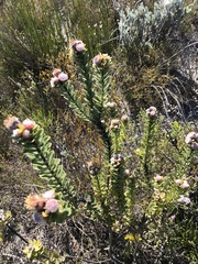 Leucospermum truncatulum