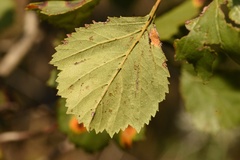 Crataegus viridis glabriuscula